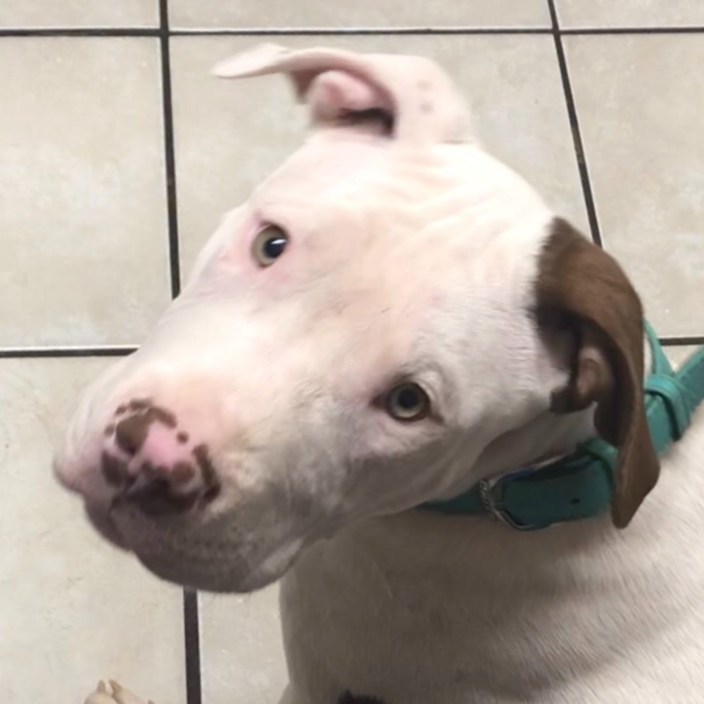 Meet your Posher, Kristi